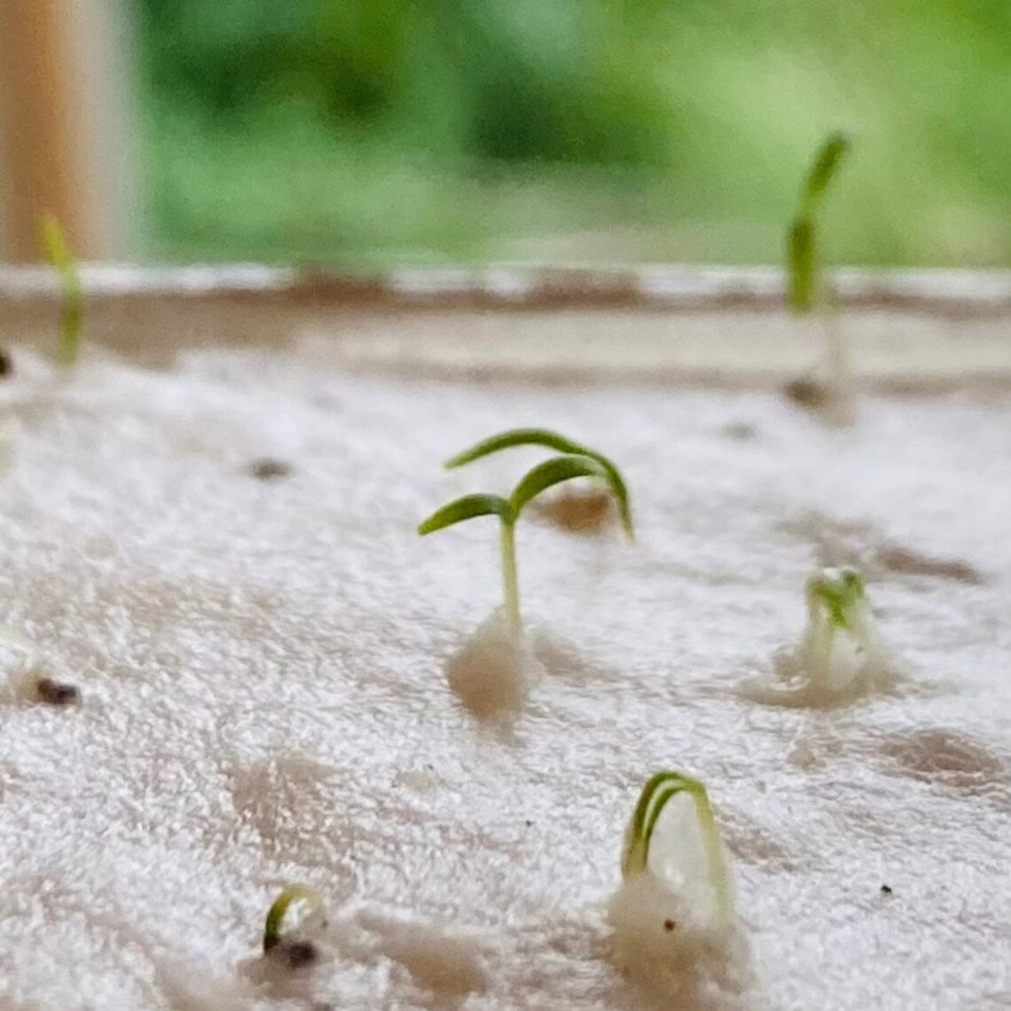 Einpflanzbare Weihnachtskarte aus handgemachtem Saatpapier | Merry Christmas Alpaka