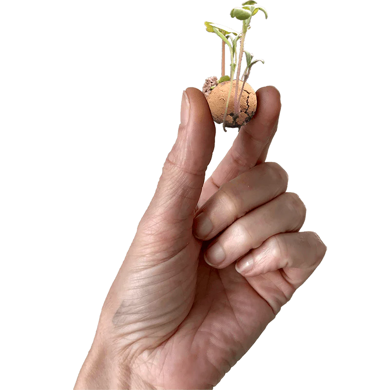 Geschenkbox klein mit Samenkugeln - Blumen für dich