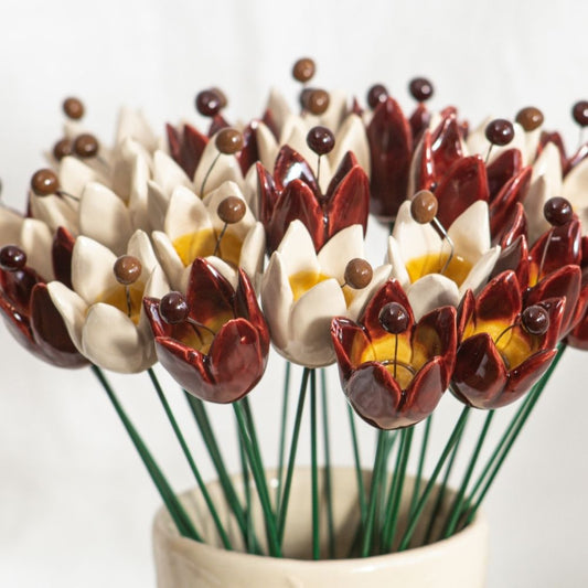 Tulpe